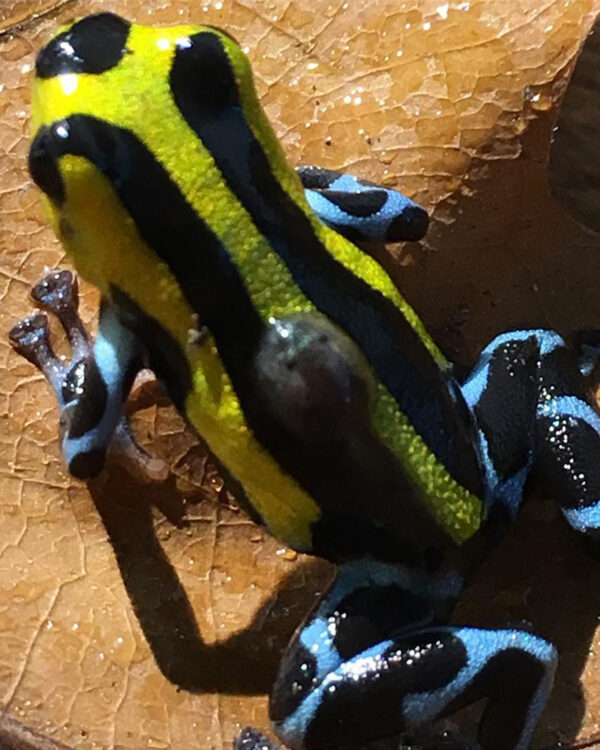 Ranitomeya lamasi ”Hochland“ Jungtier