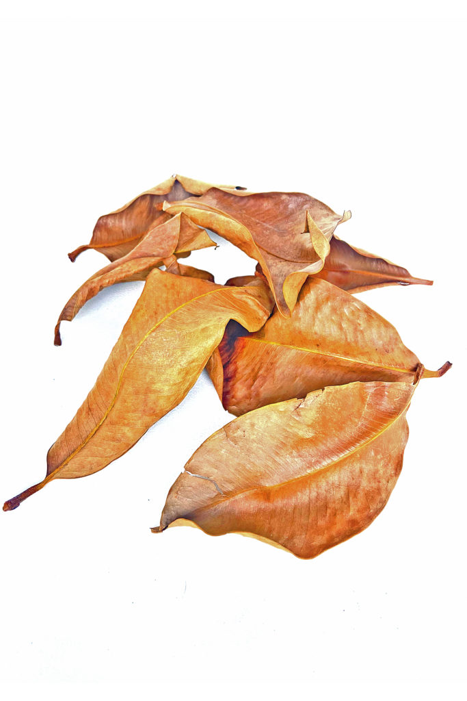 Mangostin Blätter