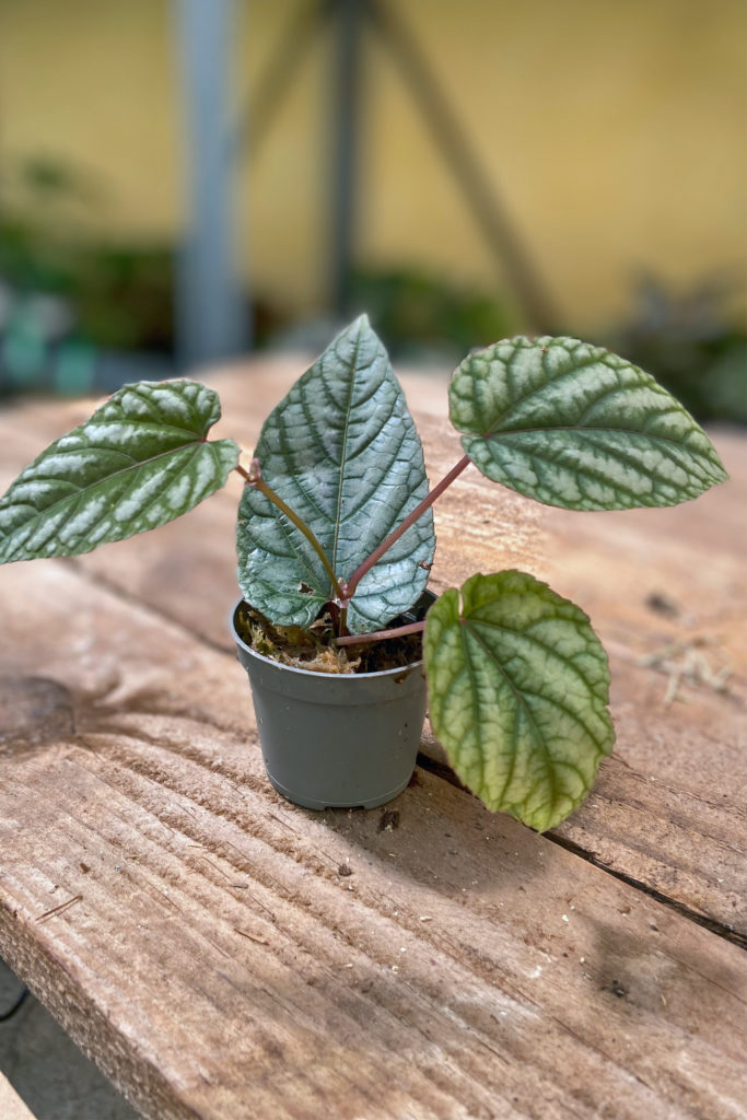 Cissus Discolor Jungpflanze