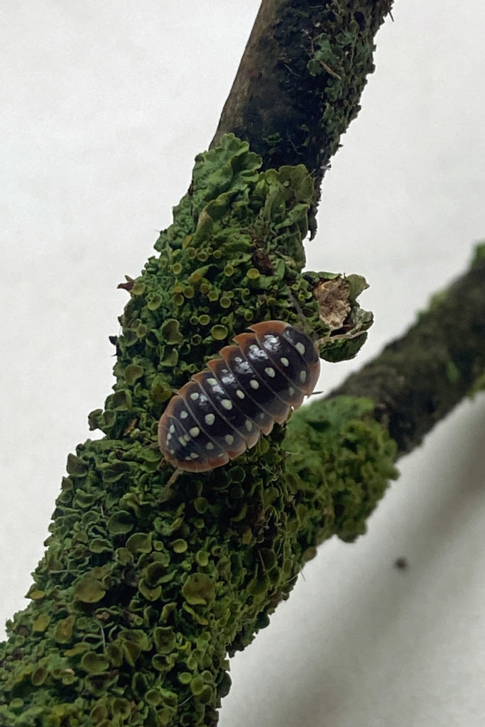 Armadillidium klugii “Montenegro”