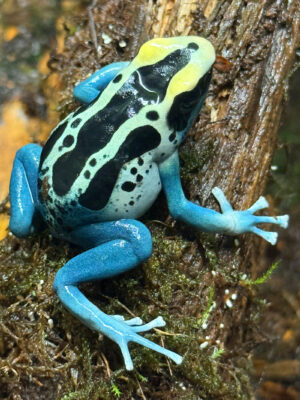 Dendrobates tinctrorius Patricia 1,1,0 adult