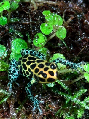 Ranitomeya imitator "Tarapoto"