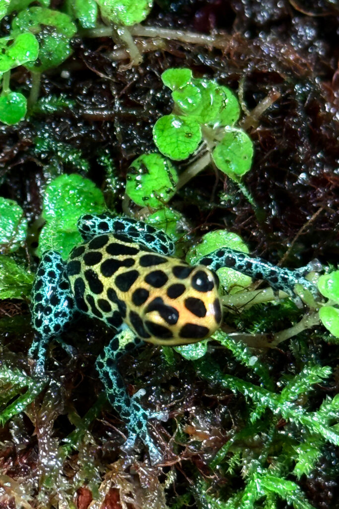 Ranitomeya imitator 