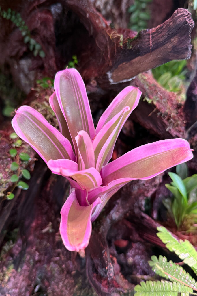 Neoregelia var. Fireball 