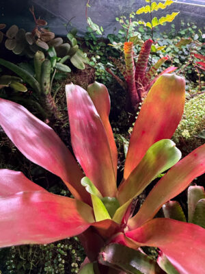 Neoreglia Scarlett Flame