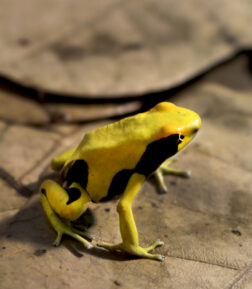 Dendrobates tinctorius "pic Matecho" Jungtiere