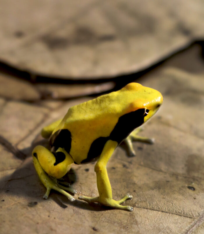 A01_Dendrobates_009_3842