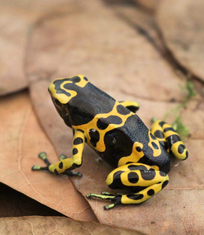 A01_Dendrobates_012_3851