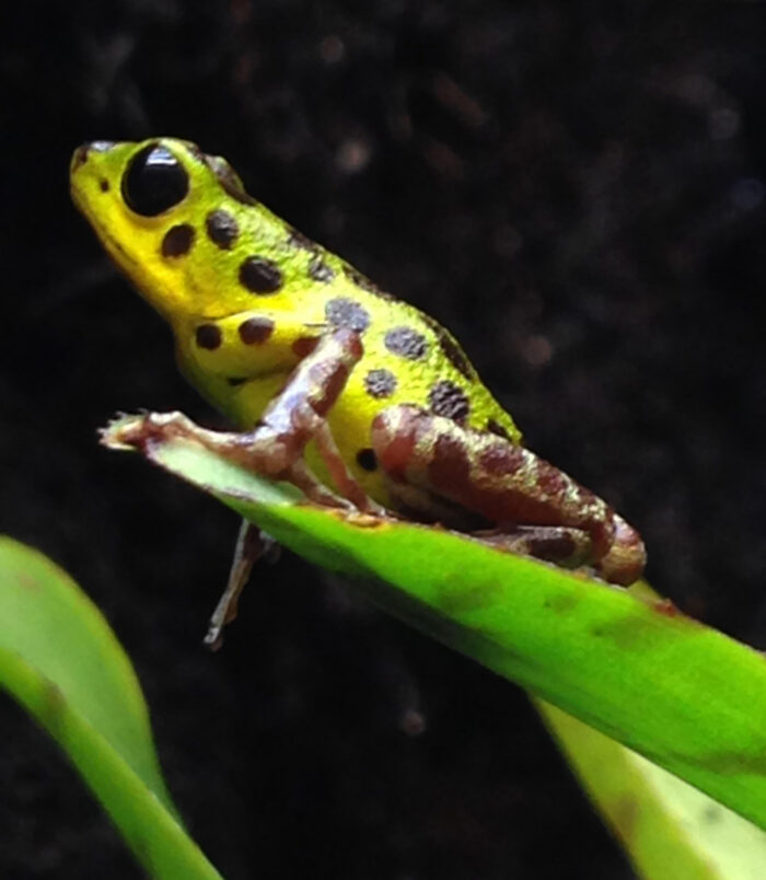 A02_Oophaga_005 Kopie