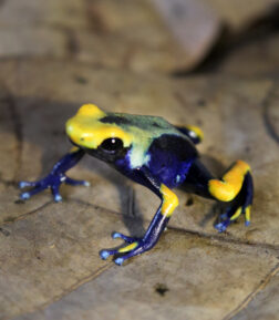 Dendrobates tinctorius Tumucumaque Jungtier