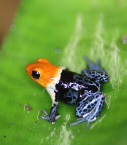 Ranitomeya fantastica "true nominat"