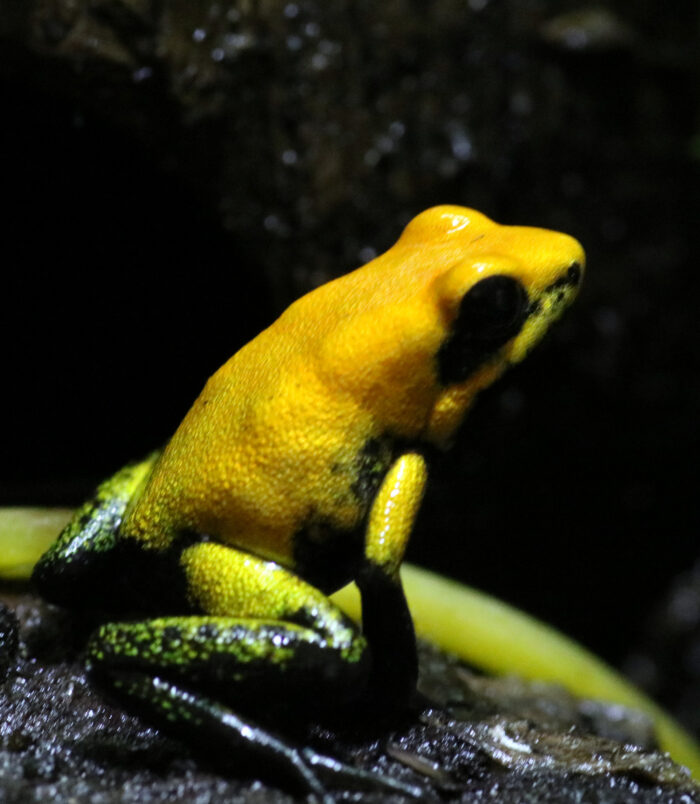 A04_Phyllobates_001