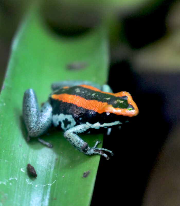 A04_Phyllobates_003_3786