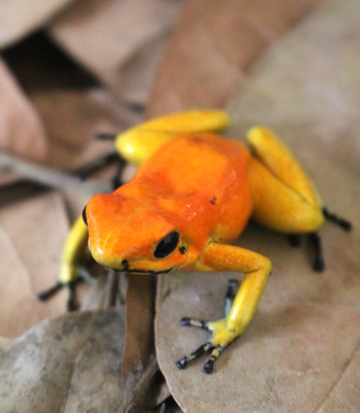 A04_Phyllobates_004_4015