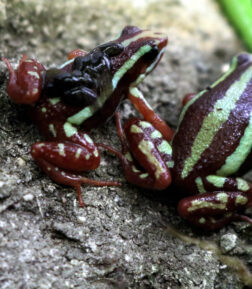 Epipedobates Anthonyi semi adult / adult