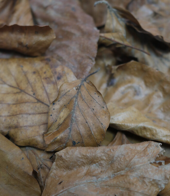 Buchenlaub-4