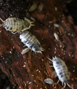 Porcellio laevis Panda