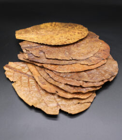 Seemandelbaumblätter micro