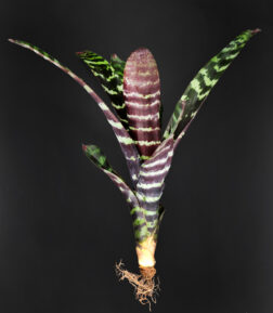 Vriesea splendens Espanda