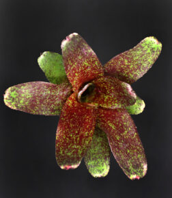 Neoregelia Red Waif