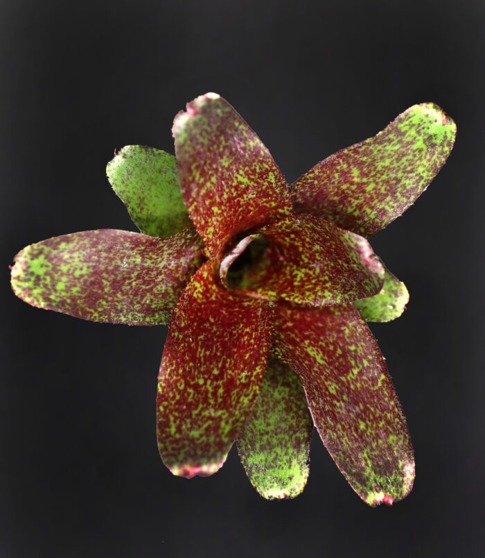 D10_pflanzen029_3642