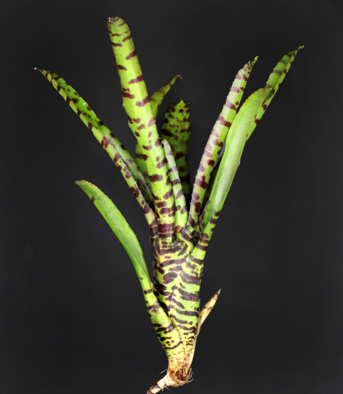 D10_pflanzen030_3644