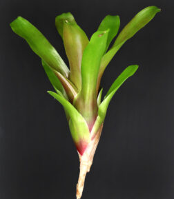 Neoregelia Hawai