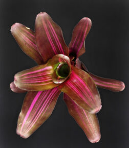 Neoregelia Zoe