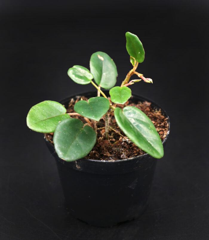 D10_pflanzen042_3664