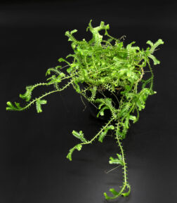 Selaginella kraussiana