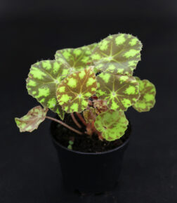 Begonia bowerae "tiger"