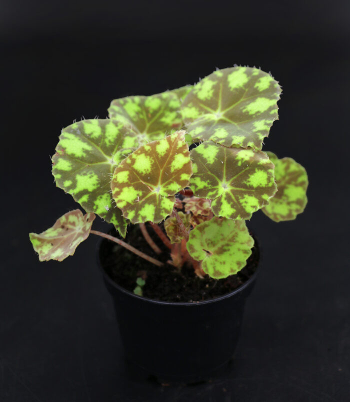 D10_pflanzen054_3670 D10_pflanzen054_3670