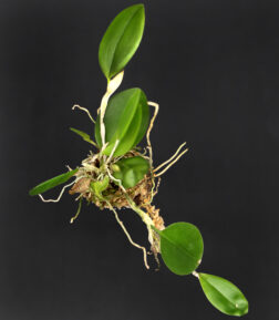 Restrepia trichoglossa plug
