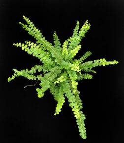 Nephrolepis Duffy Medium