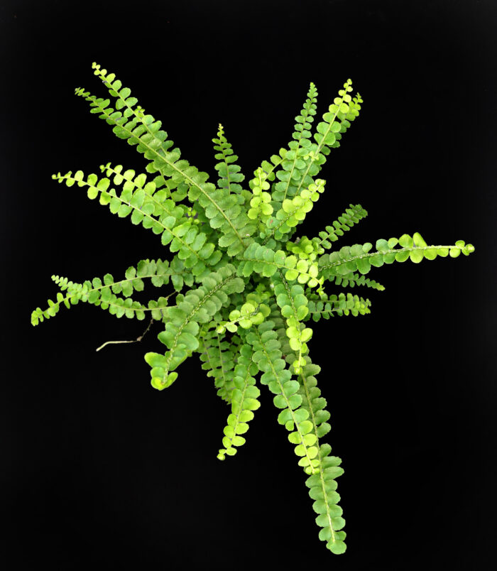 D10_pflanzen067_3892