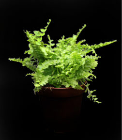 Nephrolepis Fern