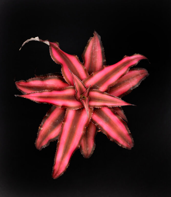 D10_pflanzen071_3893