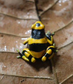 Dendrobates leucomelas "Guyana" adult