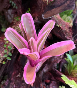 Neoregelia var. Fireball "variegata"