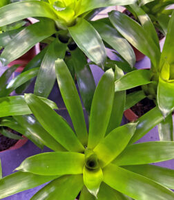 Vriesea Hybride