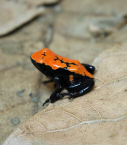 Adelphobates galactonotus orange adult