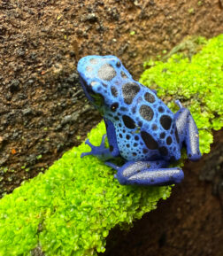 Dendrobates tinctorius "Azureus"