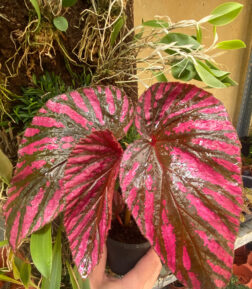Begonia brevirimosa