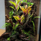 dendrobaten Terra 45x.40x 60jpg