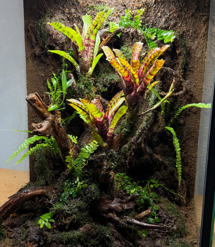 dendrobaten Terra 45x.40x 60jpg