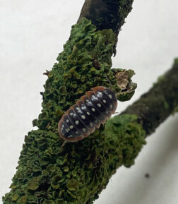 Armadillidium klugii Montenegro