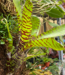 Neoregelia WL TIGER (small)