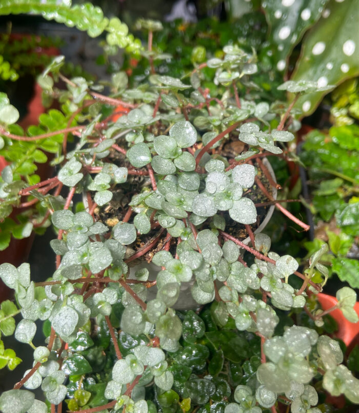 pilea libanensis