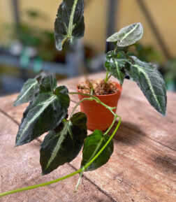 Syngonium Rayii ableger