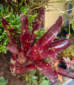 Neoregelia RED Hybride